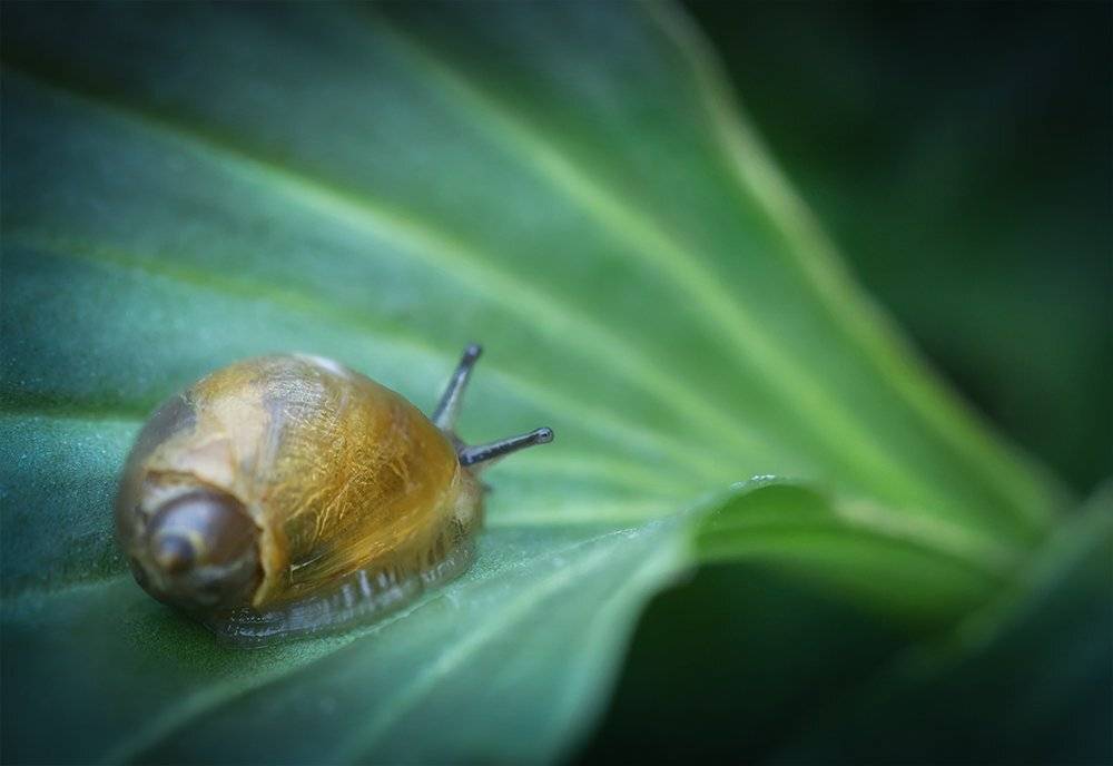 улитка, янтарка, Succineaputris, макро, macro, snail, Марина Хилько