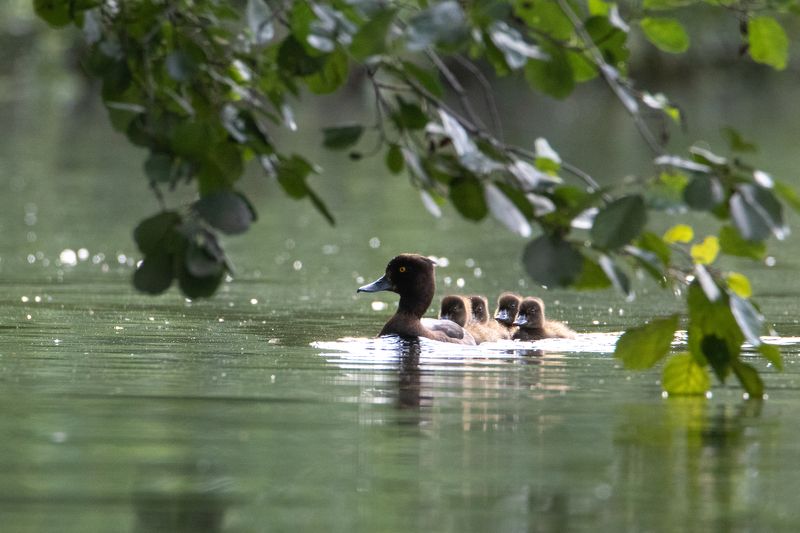 животные, птицы, орнитология, природа А за мамой, как за каменной стеной фото превью