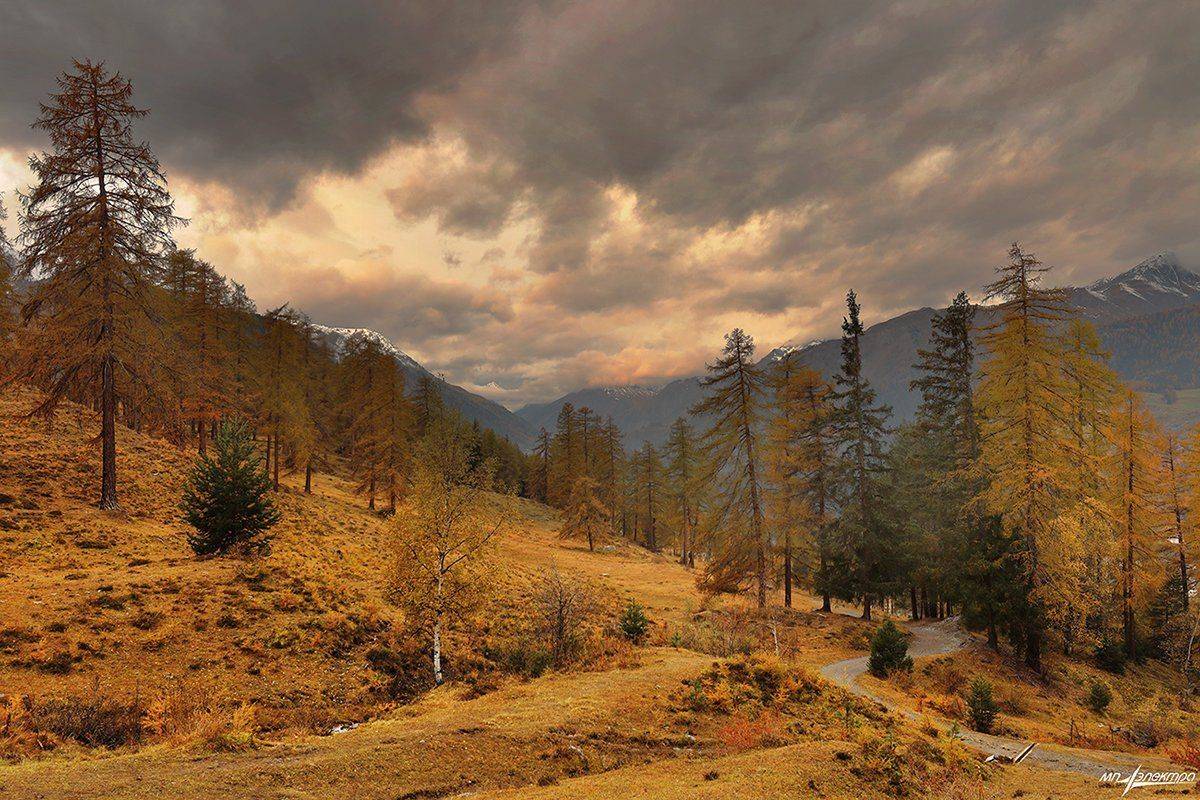 swiss, Матвеев Николай