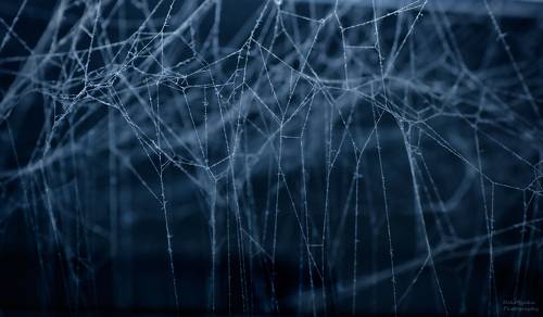 Паутинный лабиринт