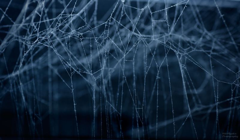 Паутинный лабиринт фото превью