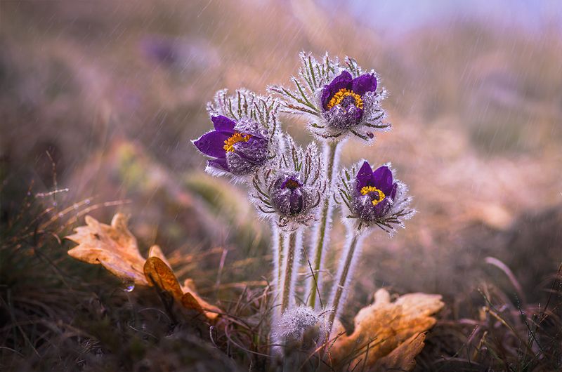 Spring is coming фото превью
