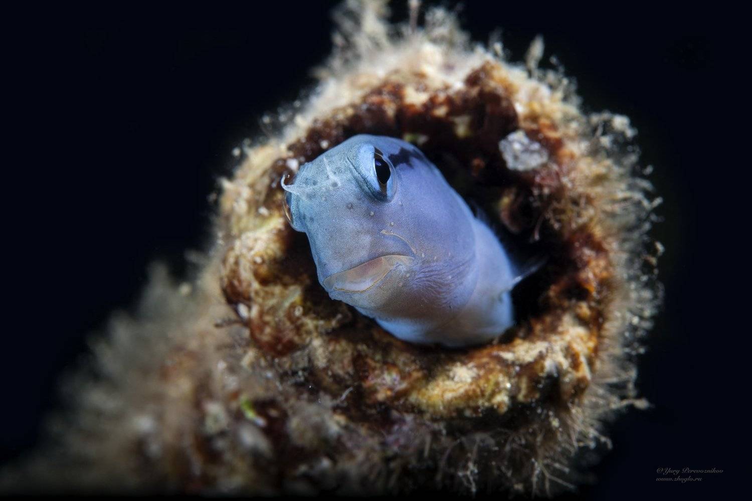 египет красноеморе хургада дайвинг подводный мир, Юрий Перевозников