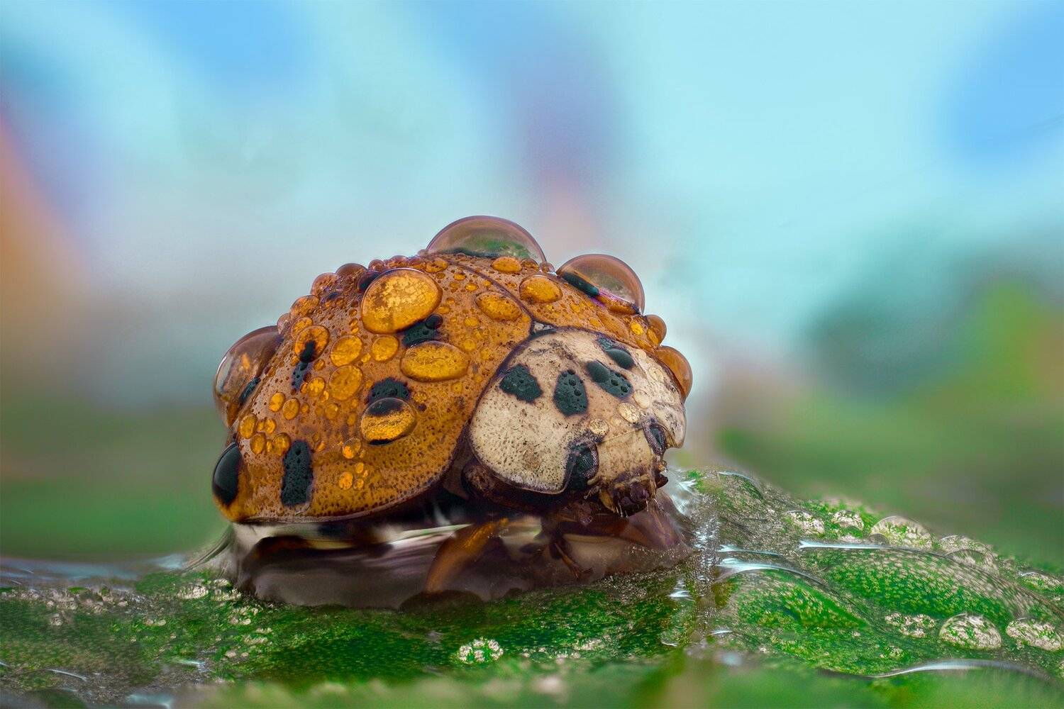 ceclii, macro, nikon d3400, lomo 3.7, Tsvetan Ganev