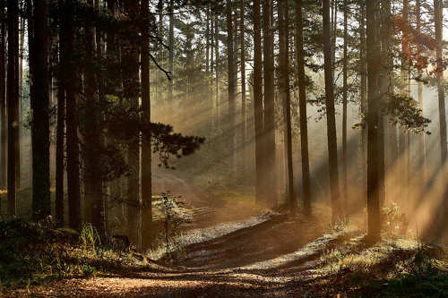 Утро солнечного света