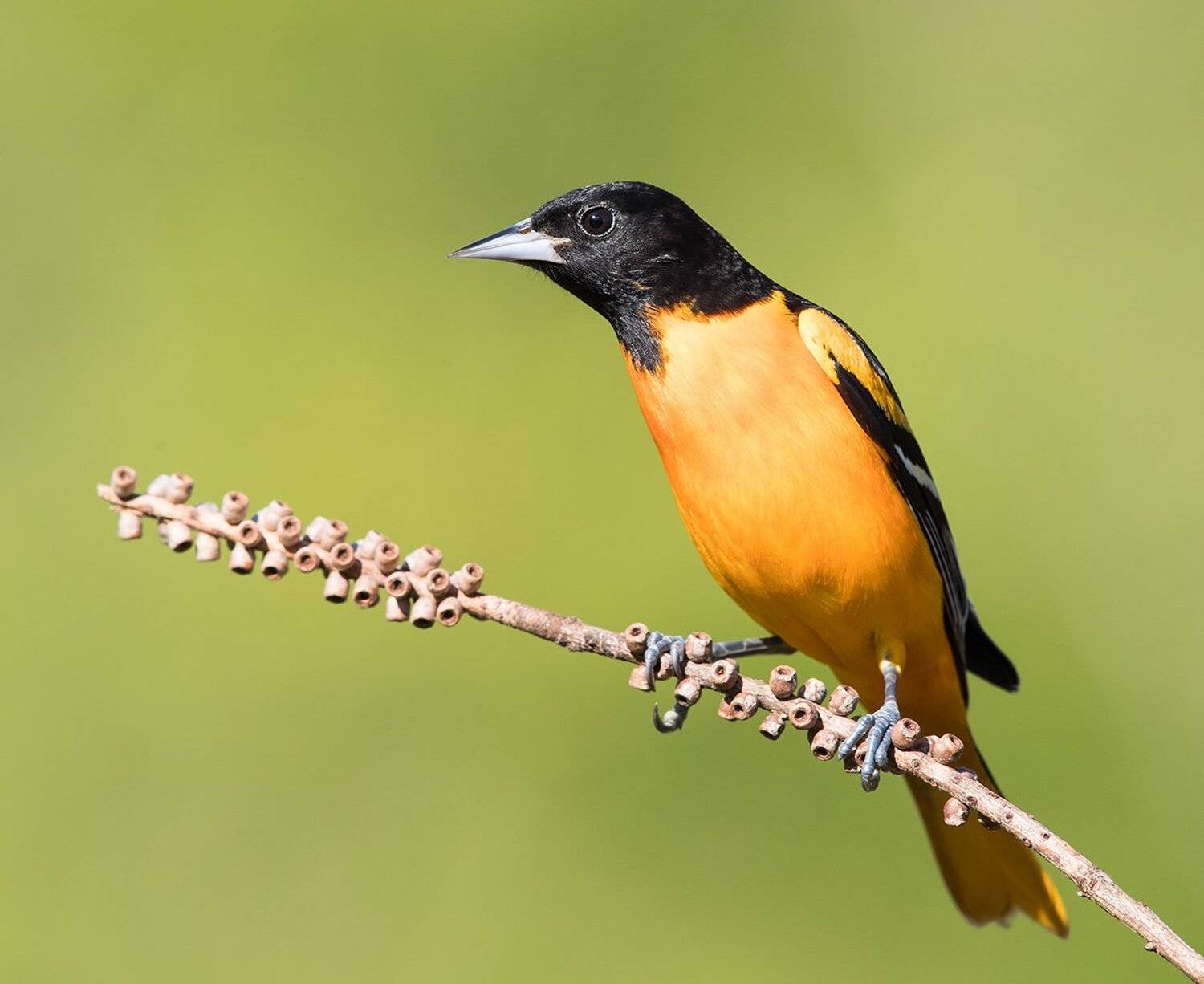 иволга, трупиал, baltimore oriole, oriole, весна, Elizabeth Etkind