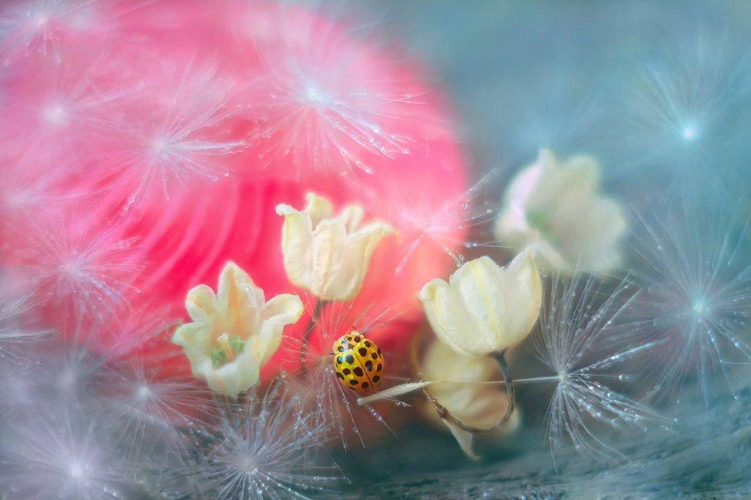 , Алёна Сурнина