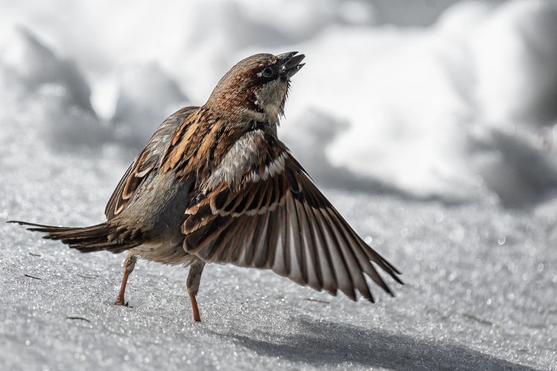 Воробей и март фото превью