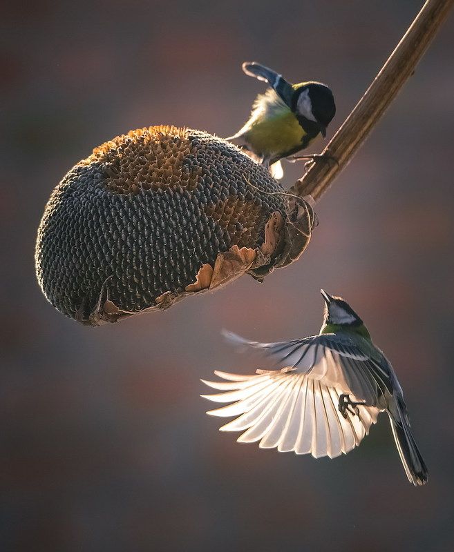 Фотосессия фото превью