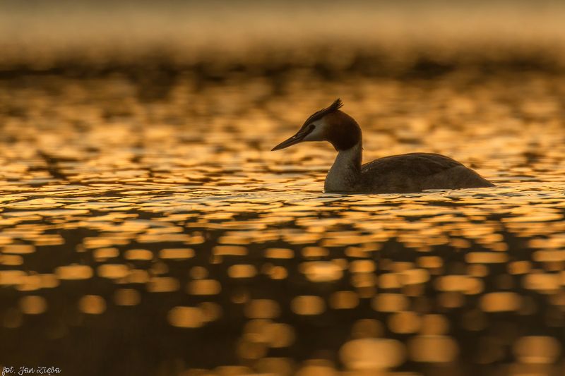 Swiming in gold фото превью