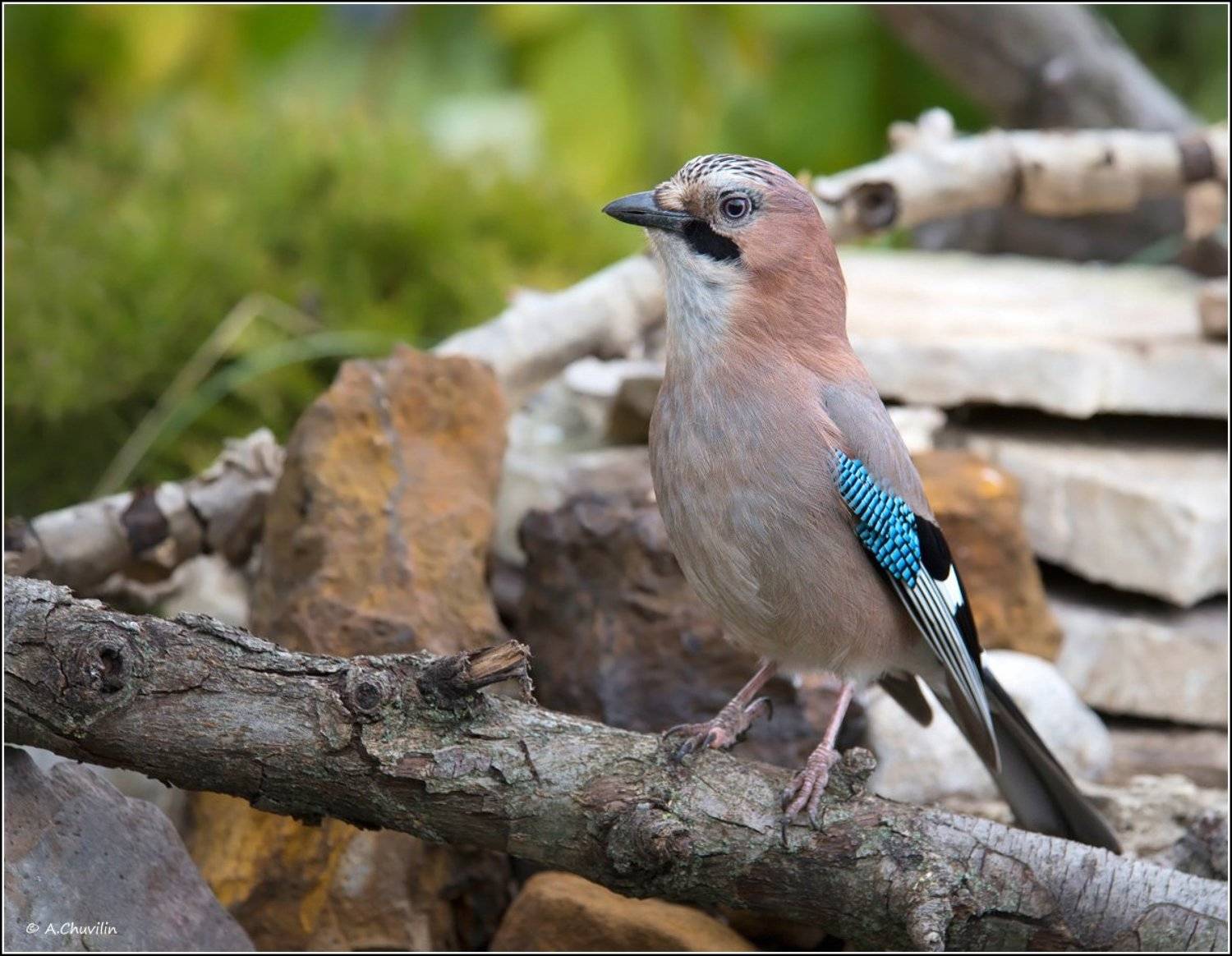 птица,сойка, Александр Чувилин