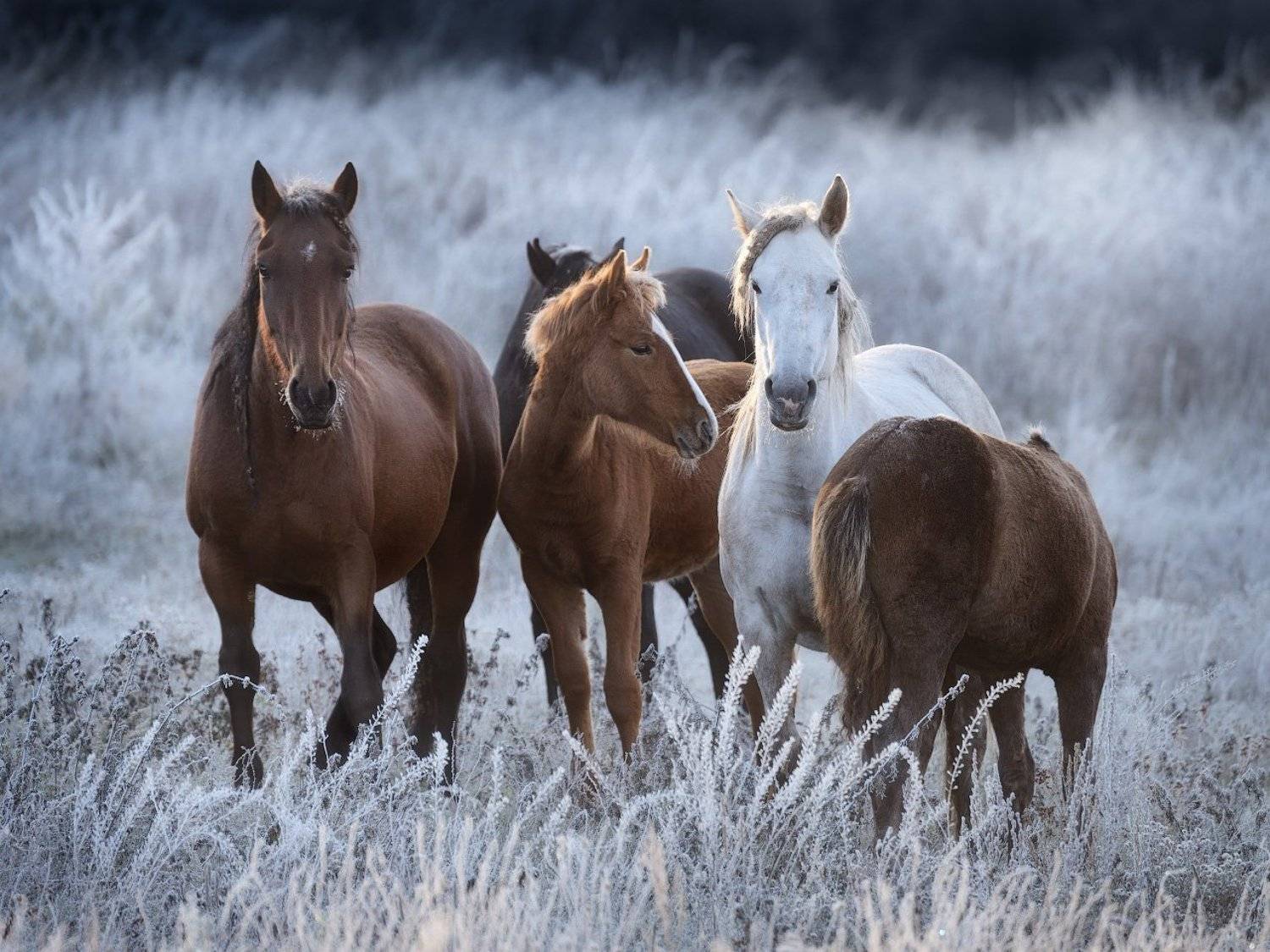иней, лошади, осень, алтай, Дмитрий Медянцев