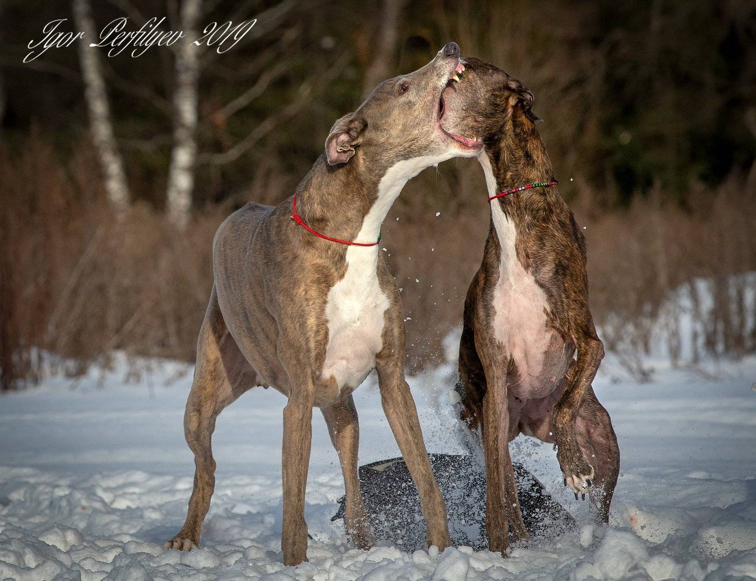 , игорь перфильев