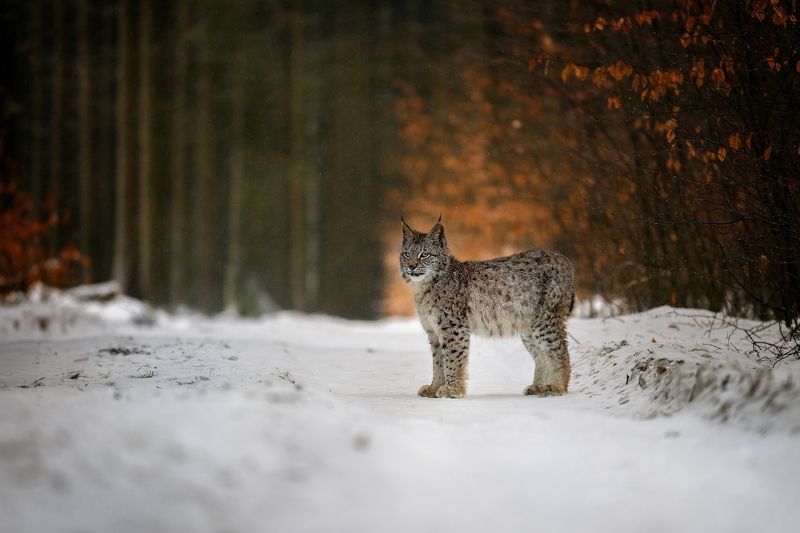 Lynx фото превью
