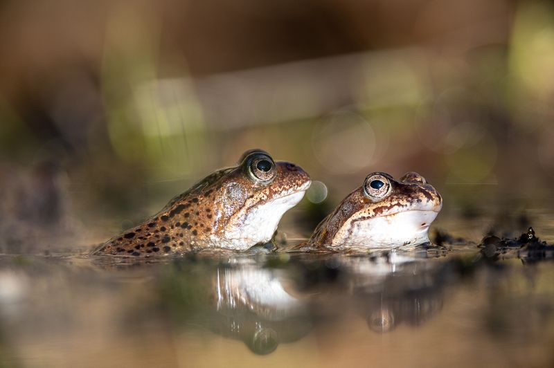 Frogs фото превью