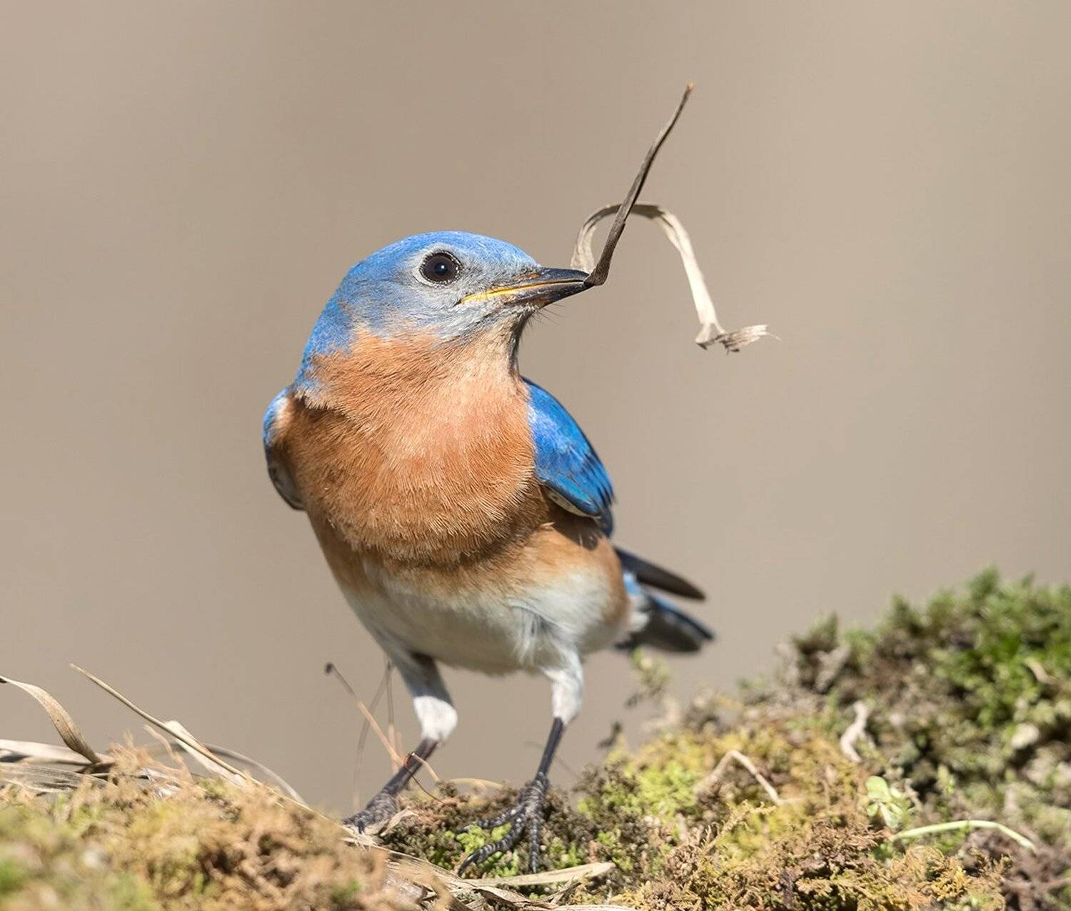 восточная сиалия, eastern bluebird, bluebird, весна, Elizabeth Etkind