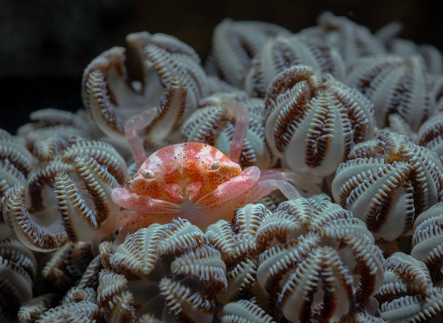 , Андрей Савин