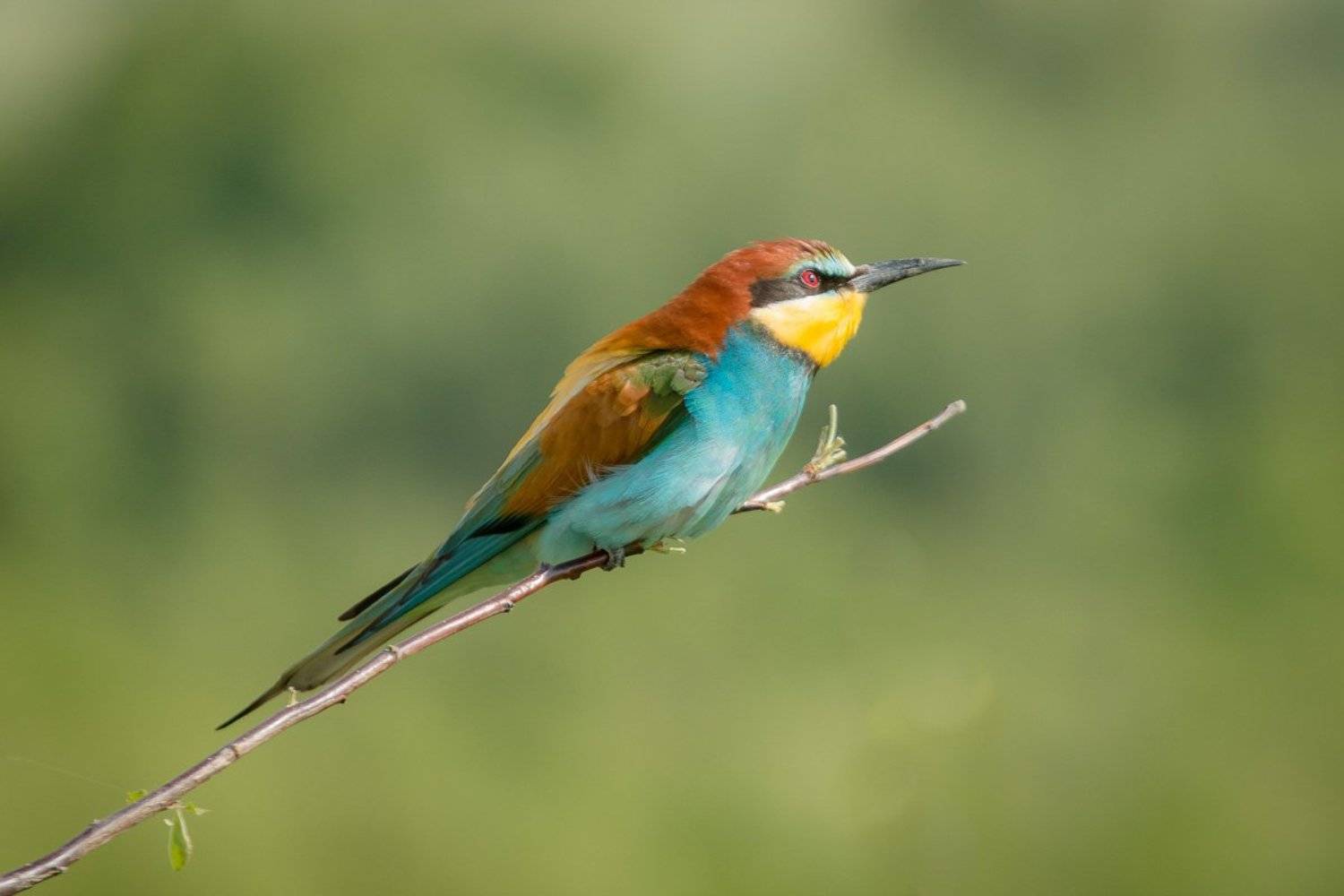 золотистая щурка, птицы, лето, birds, wildlife, bee-eater, Алексей Юденков