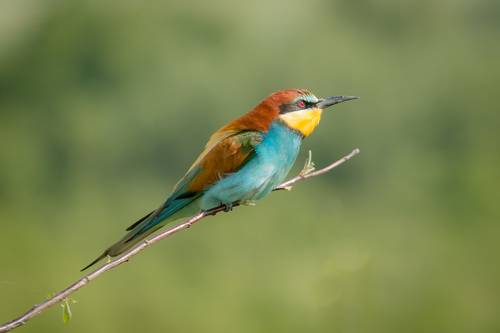 Щурка золотистая