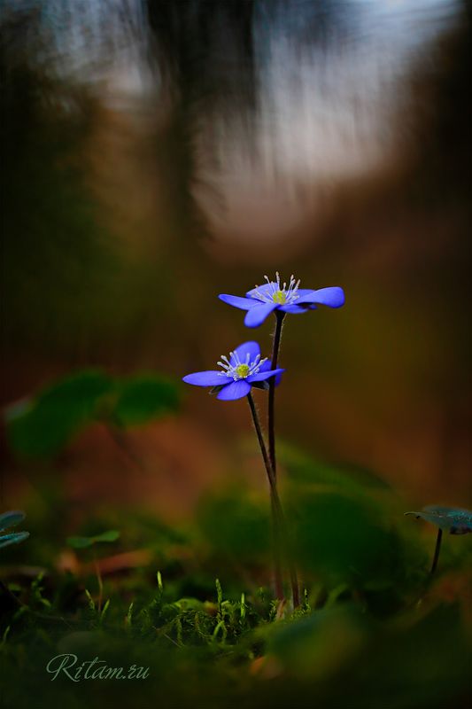 весна, spring, цветы, цветок, flowers, flower, blossom, bloom, подснежник, blue, боке, bokeh, макро, macro, closeup, перелеска, hepatica, snowdrops, темный фон, dark, background Подснежники - Весна - Любовь / Snowflowers - Spring - Love фото превью