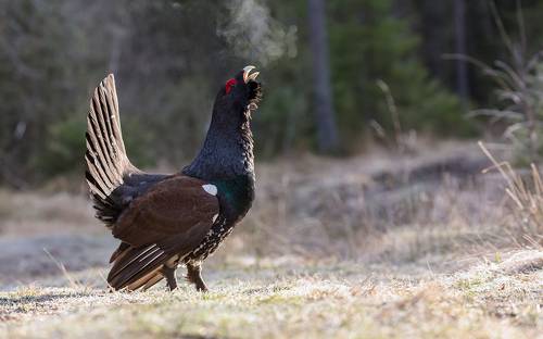 С лёгким паром.
