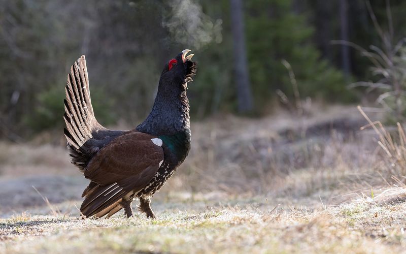 птица, дикая птица,  орнитология, дикая природа, фотоохота, ток, глухариный ток, глухарь, весна С лёгким паром. фото превью