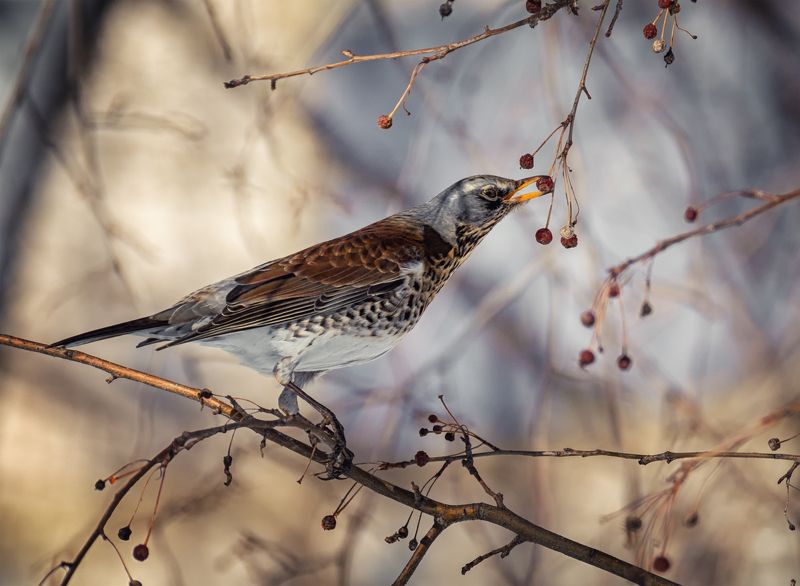 дрозд рябинник фото превью