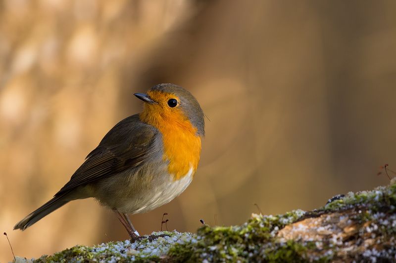 Robin фото превью