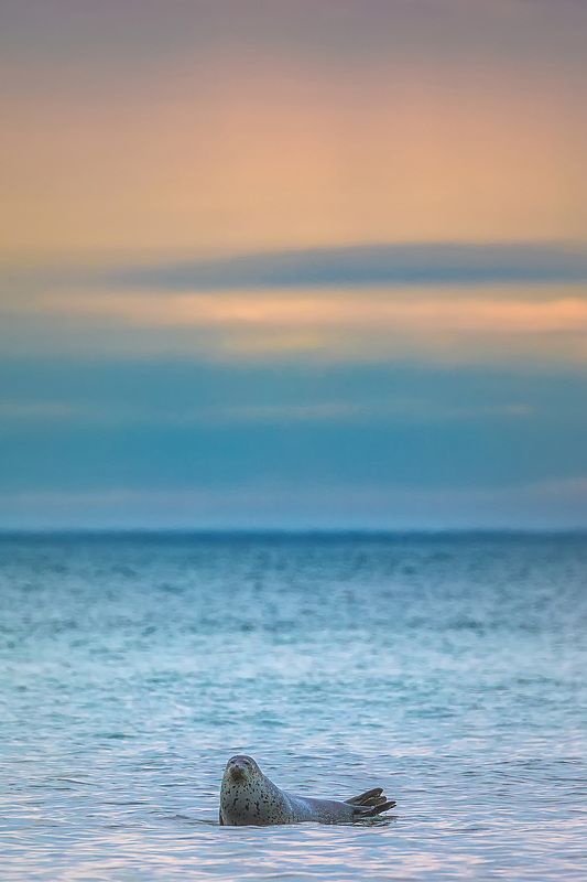 тюлень, дальний восток, животные россии, млекопитающие  Тюлень фото превью