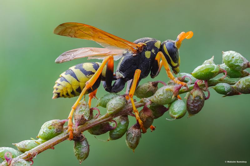 Лето фото превью