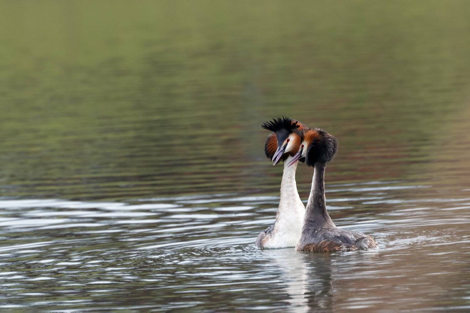 чомги, Алексей Рыльский