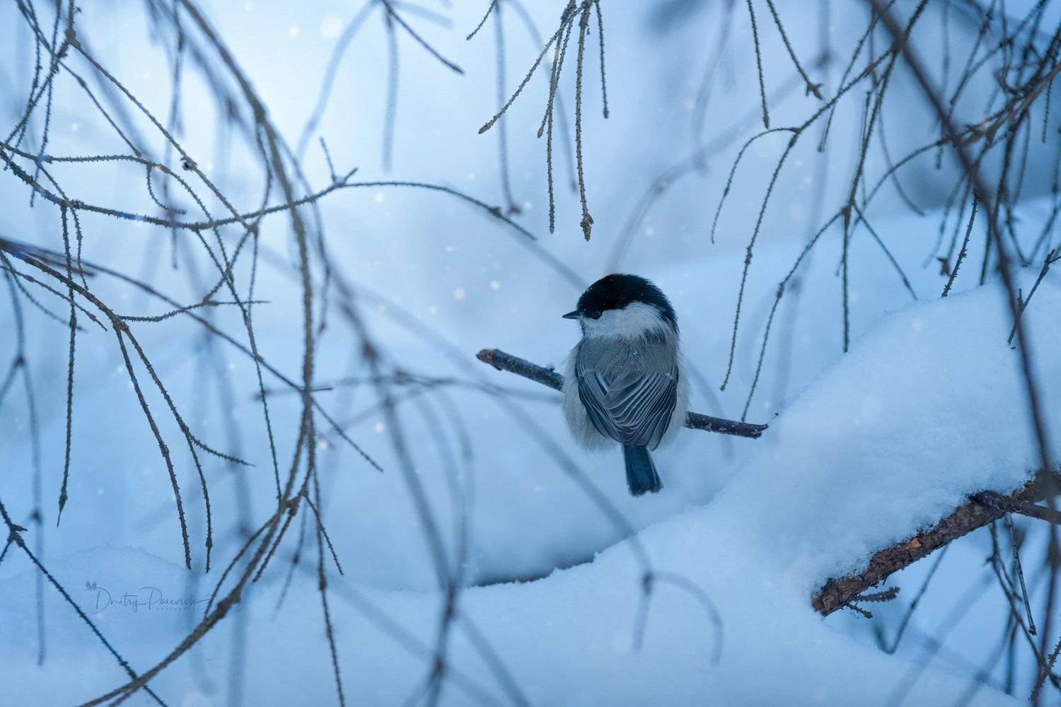 природа, лес, поля, огороды, животные, птицы, макро, Дмитрий Посевич