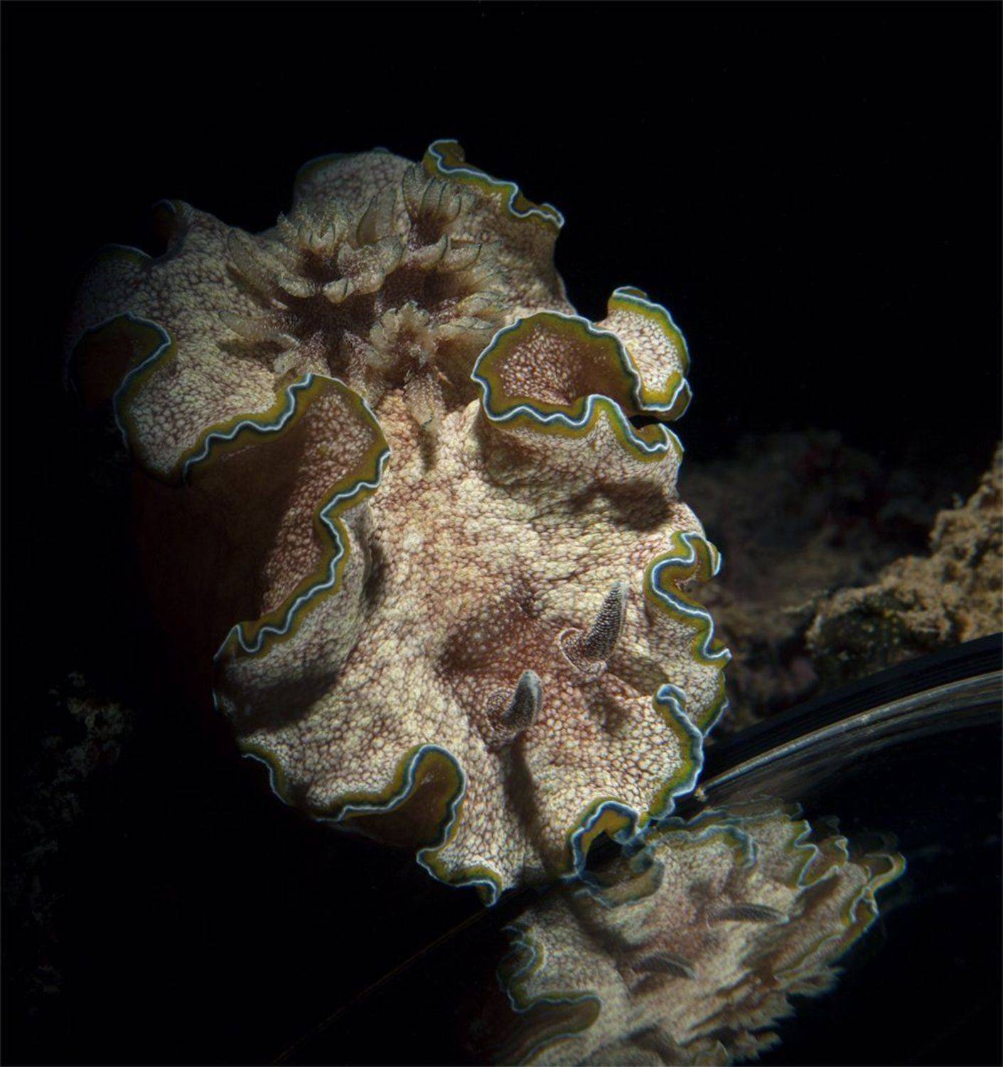 египет красное море дайвинг подводный мир, Юрий Перевозников