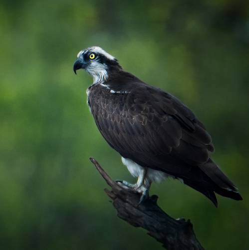 Osprey