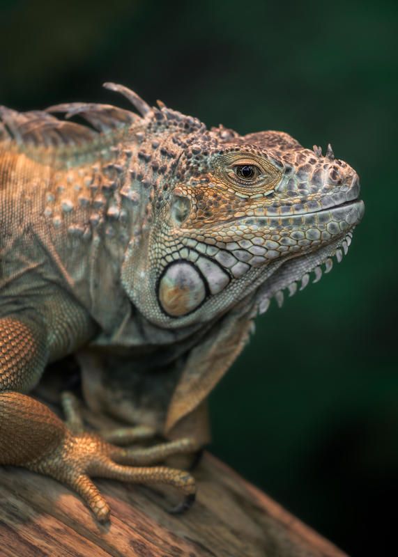Iguana фото превью