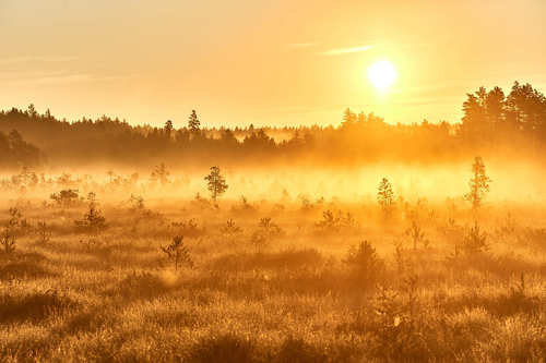 Золотой рассвет