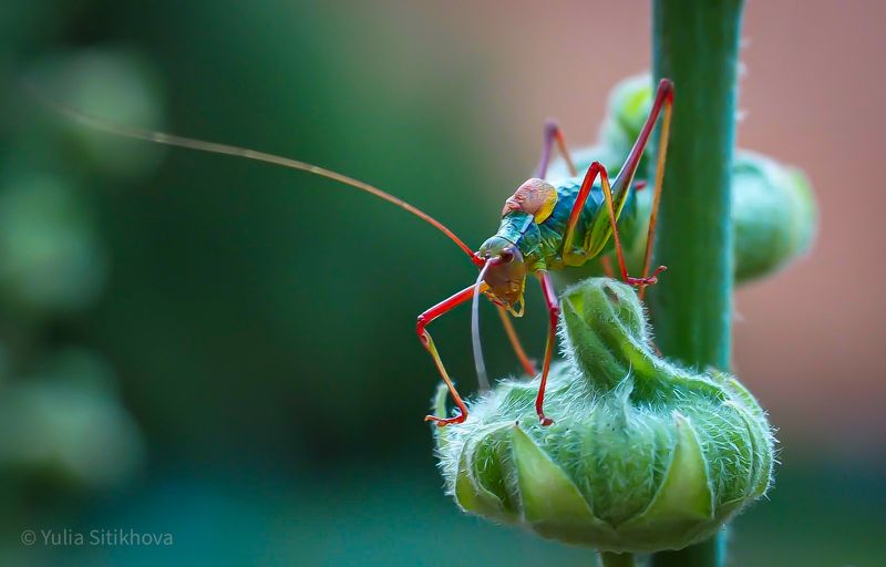 Привет! фото превью