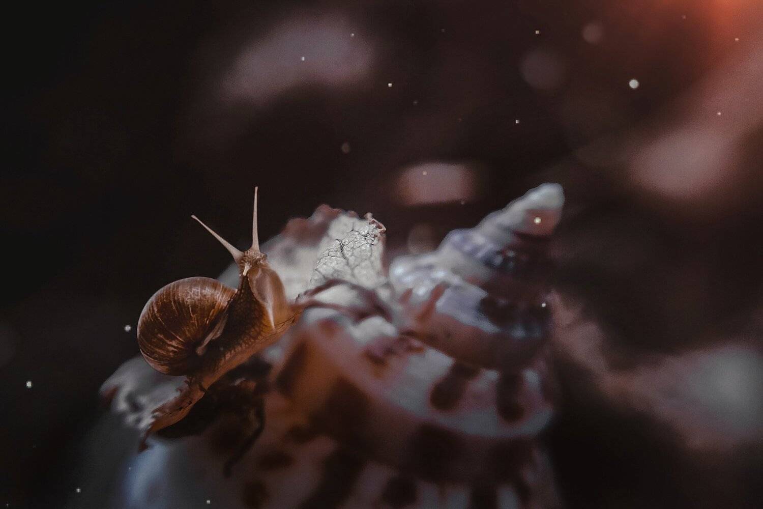 макро, арт,природа, Olga Smirnova