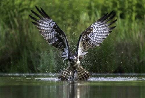 A lucky osprey in search of its breakfast swooped down on a lake to catch a bite to eat and flew off with a fish in each claw. These action shots capture the magnificent bird on its hunting mission over the water in Scotland.