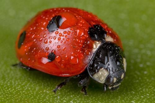 Ladybird And Water Drops
