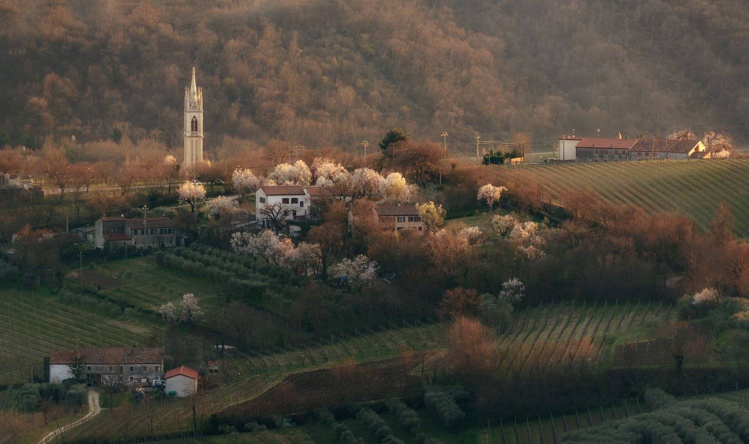 italy,цветение,italia,вечер,италия,valle san giorgio,veneto,весна,венето,belvedere,деревня,, Василий Гори