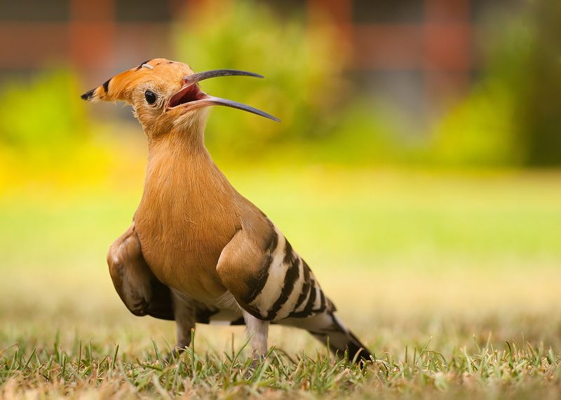 Hoopoe фото превью