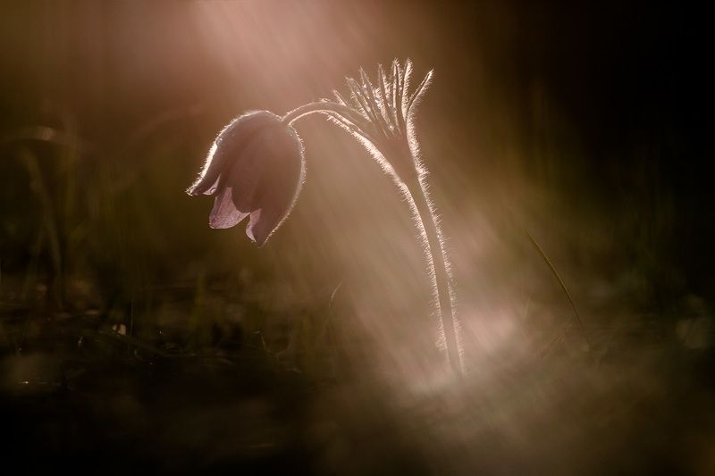 прострел раскрытый, сон-трава, первоцветы, цветы, flowers, primulas, pulsatilla patens Прострел раскрытый (Сон-трава) фото превью