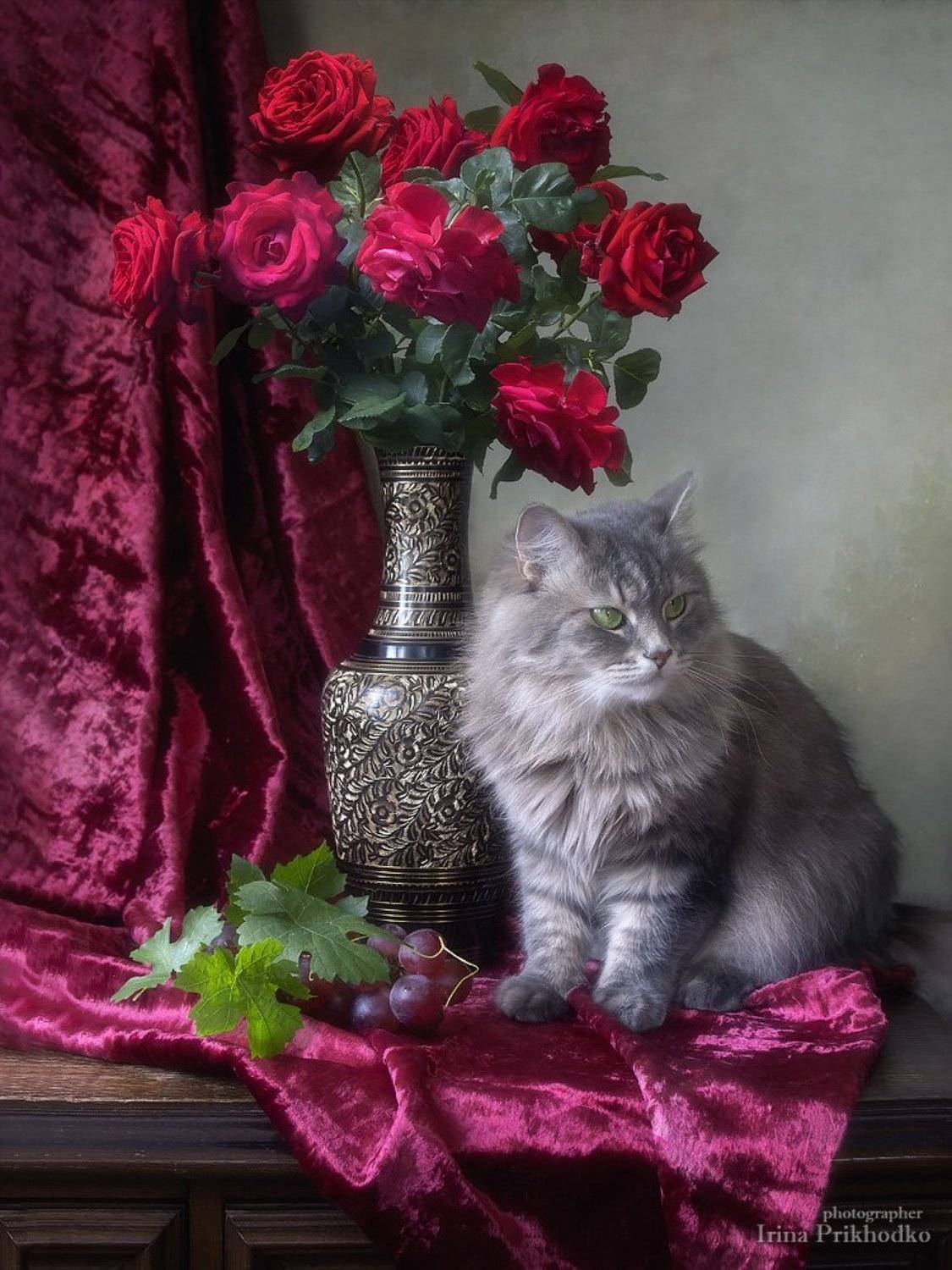 натюрморт, художественная фотография, котонатюрморт, домашние животные, кошка Масяня, букеты, цветы, розы, Ирина Приходько