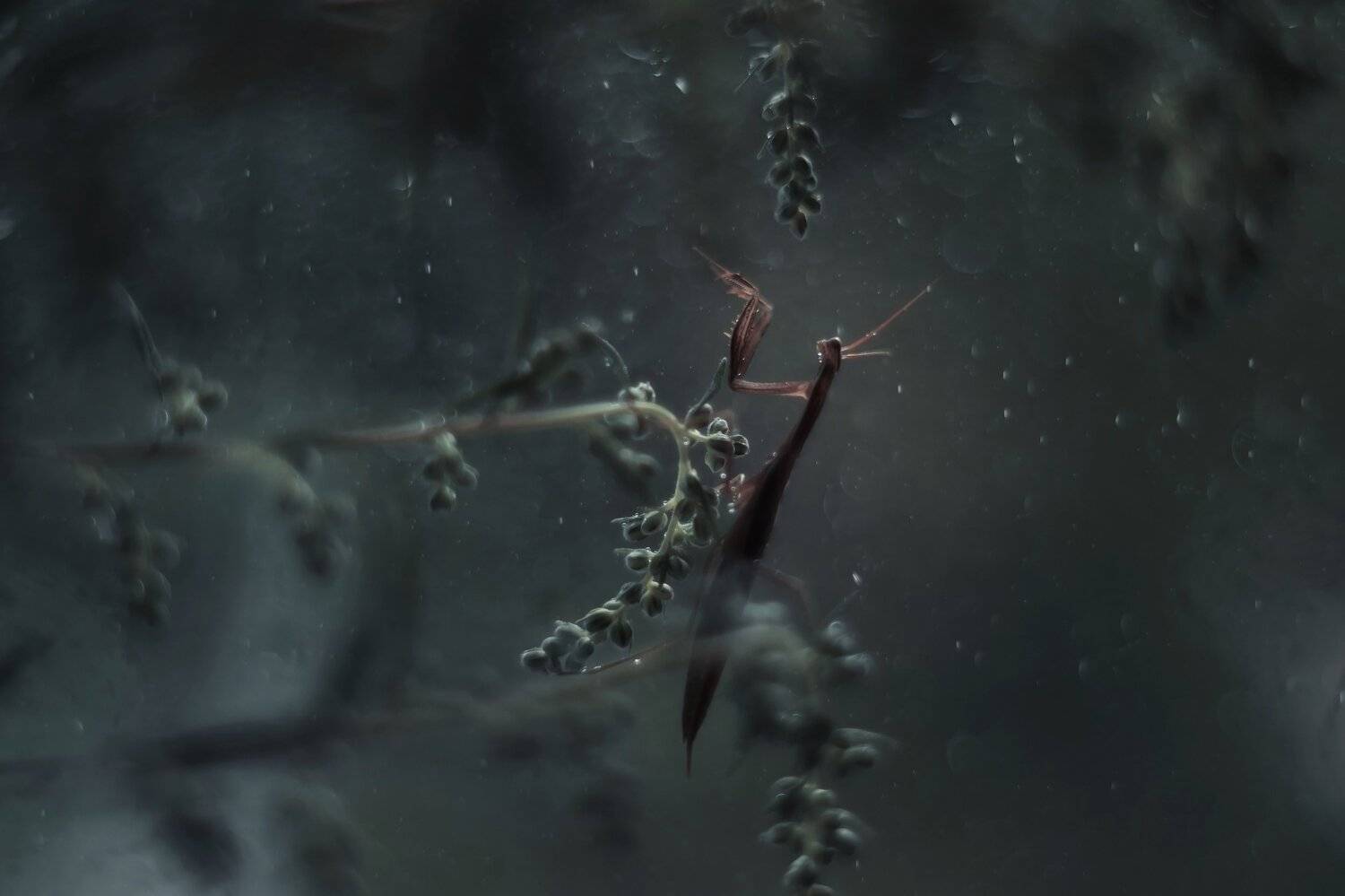 , Лапшина Владлена