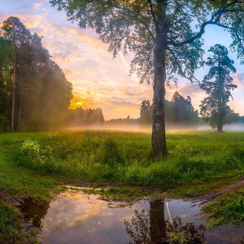 ленинградская область, рассвет, заря, лужа, павловск, парк, дорога, прогулка, берёза, дерево, лес, небо, туман, туманное,, Лашков Фёдор