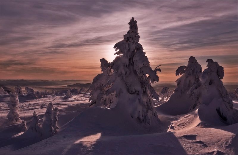 снежные стражники зимы Снежные стражники зимы фото превью