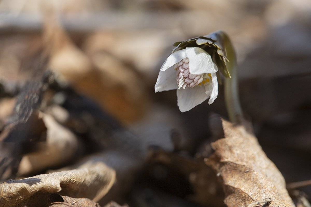 весенник, звезчатый, eranthis, stellata, Евгений Слободской