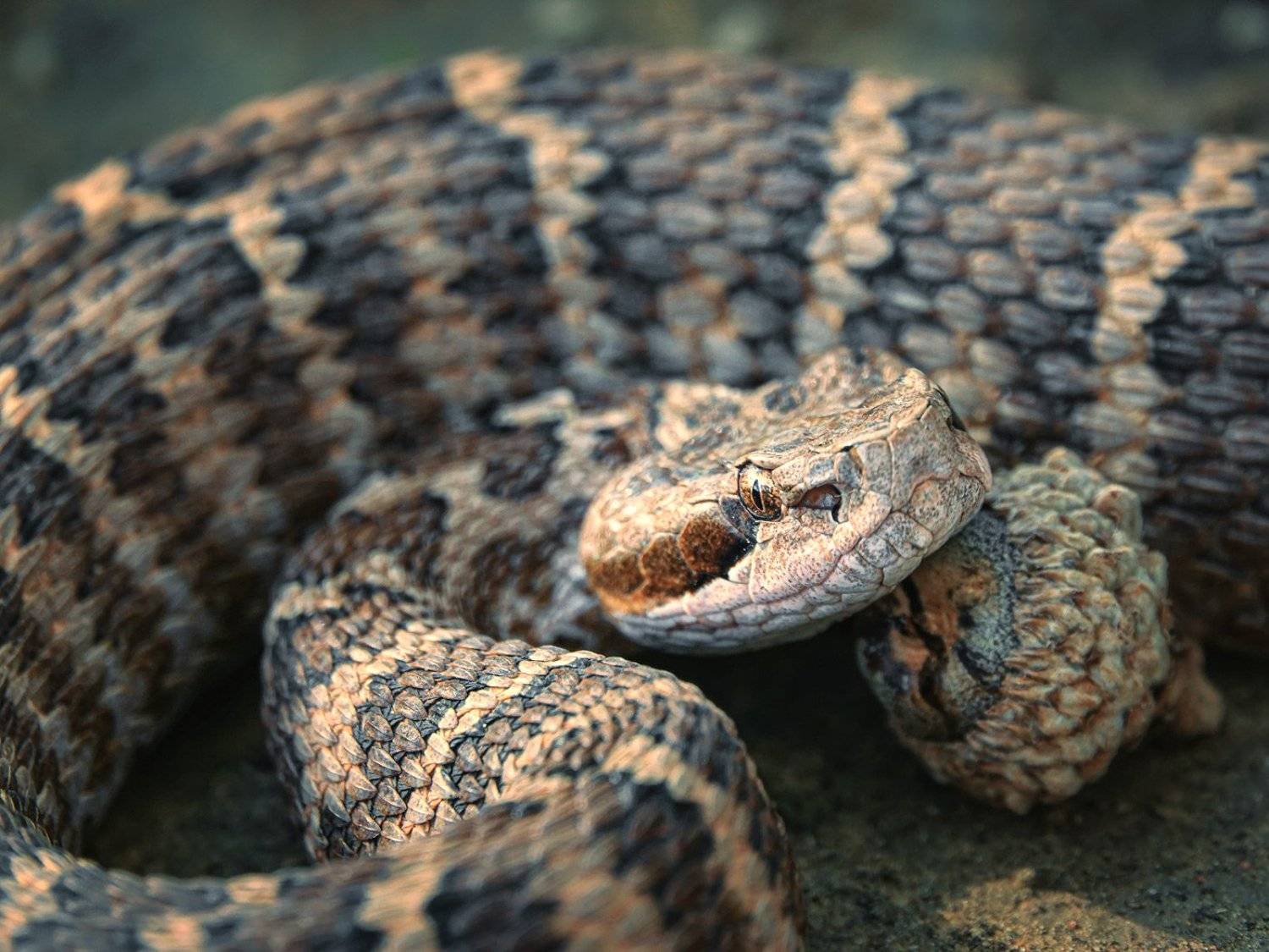 , Игорь Жабский