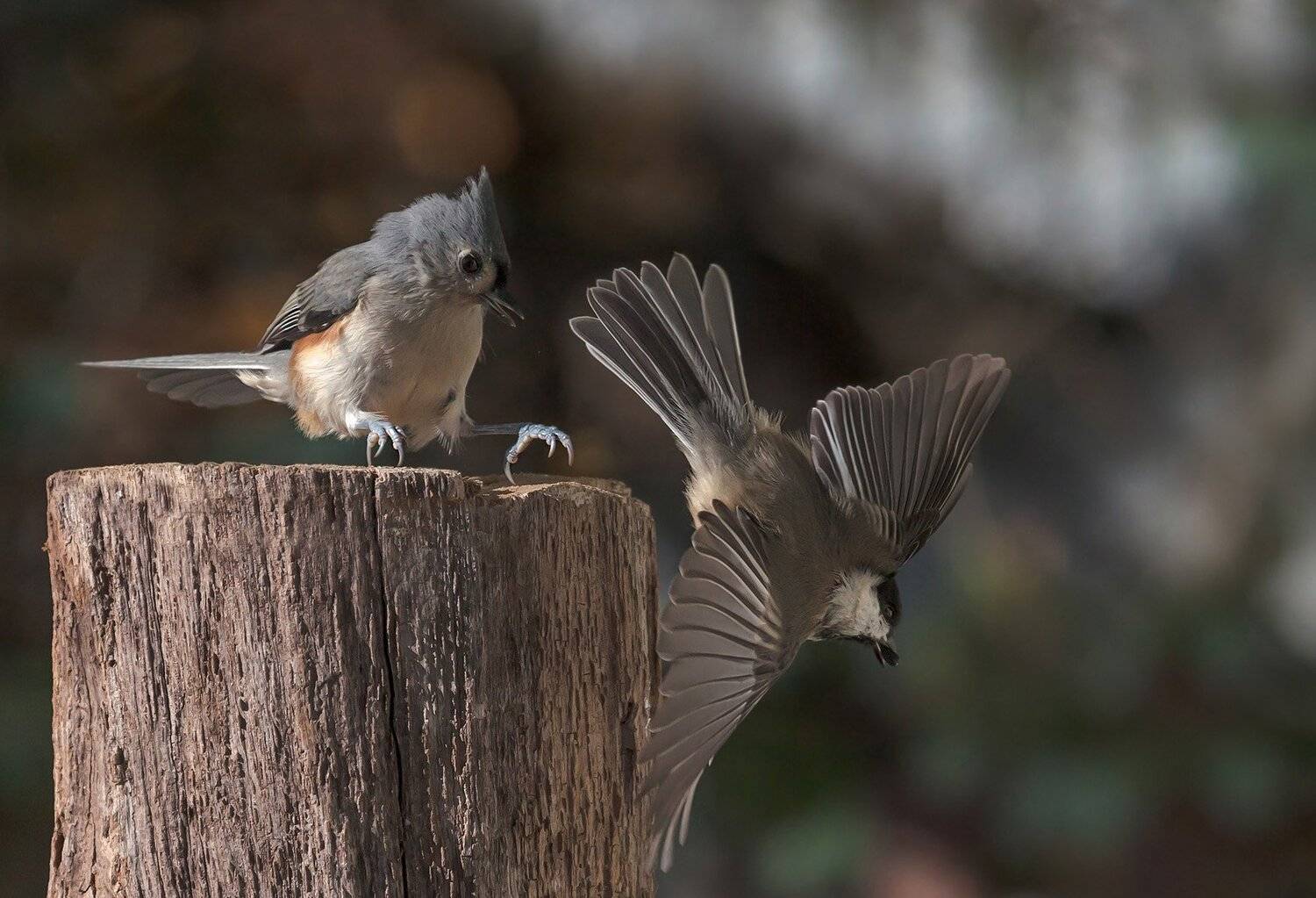 птицы,синички,острохохлая синица,фауна,фото охота,юмор,животные,, Антонина Яновска